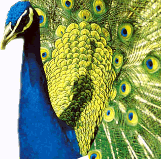 pavão